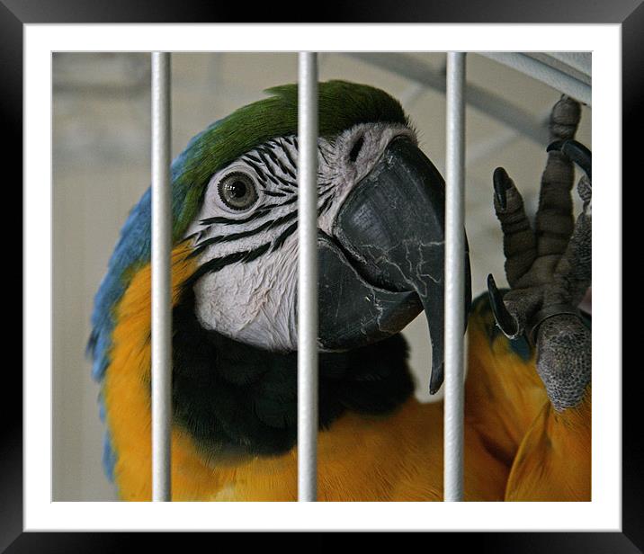 JAILBIRD Framed Mounted Print by Mal Taylor Photography