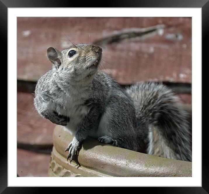 WOT A POSER! Framed Mounted Print by Mal Taylor Photography
