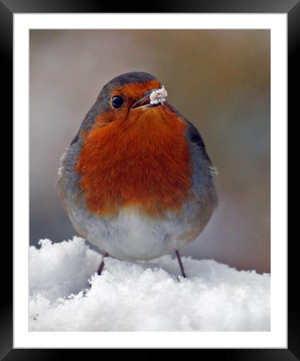 Robin' food? Framed Mounted Print by Mal Taylor Photography