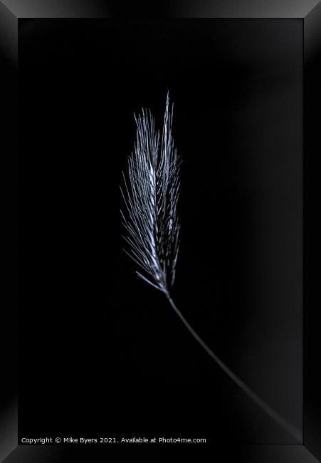 "Glimmering Grain: A Singular Barley Stalk" Framed Print by Mike Byers