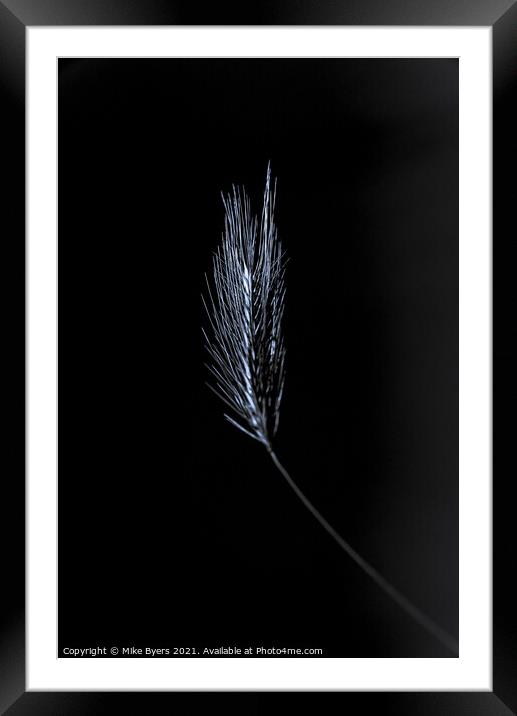 "Glimmering Grain: A Singular Barley Stalk" Framed Mounted Print by Mike Byers