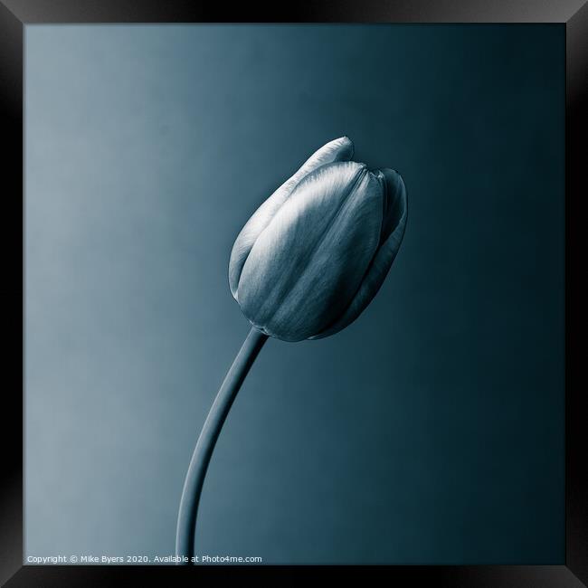 A Monochromatic Tulip's Elegance Framed Print by Mike Byers