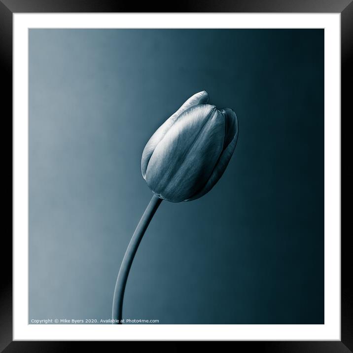 A Monochromatic Tulip's Elegance Framed Mounted Print by Mike Byers