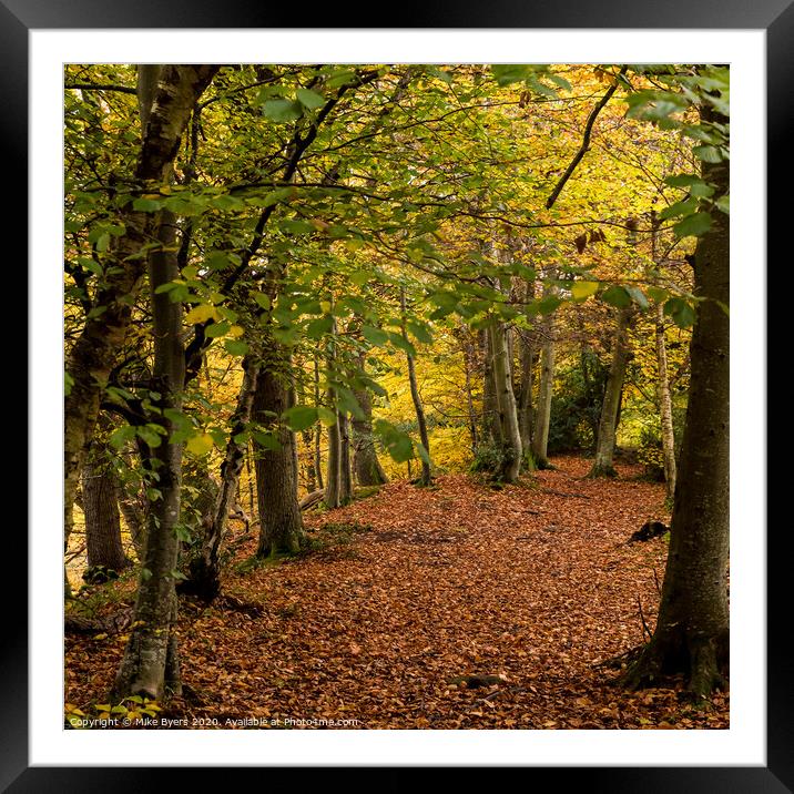 "Golden Transformation: A Serene Autumn Woodland" Framed Mounted Print by Mike Byers