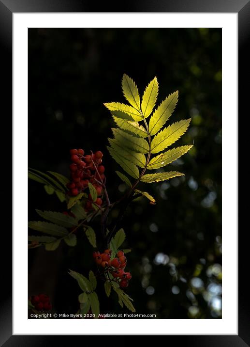 "Enchanting Glow: Backlit Rowan Tree" Framed Mounted Print by Mike Byers
