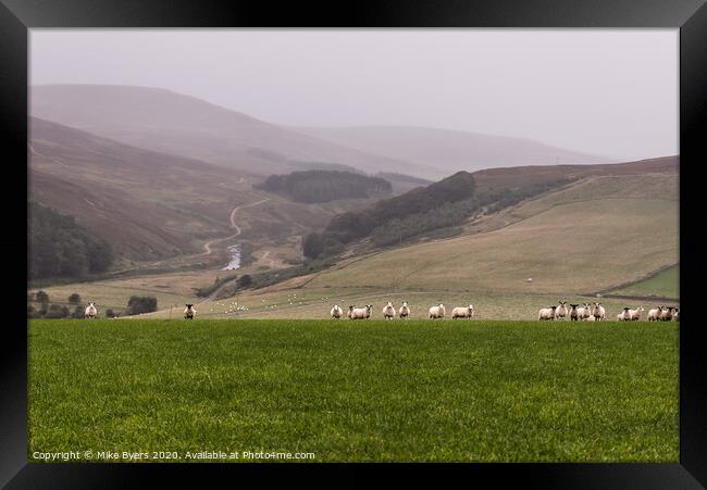 Graceful Sheep Ascend the Verdant Hill Framed Print by Mike Byers