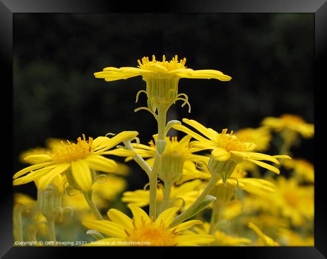 Senecio Asteracaea Old Man Sunshine Framed Print by OBT imaging