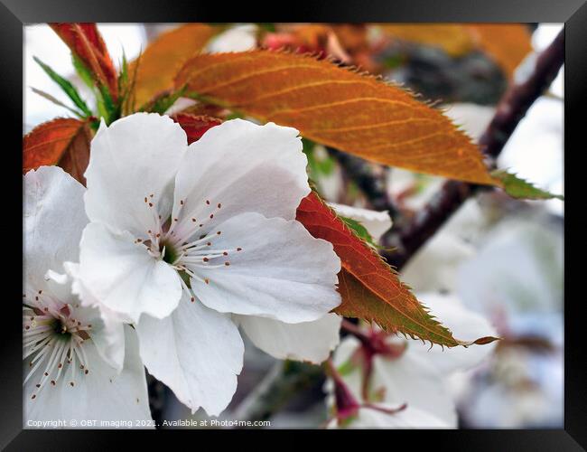 Prunus Cerasus Morello Cherry Blossom Copperleaf  Framed Print by OBT imaging