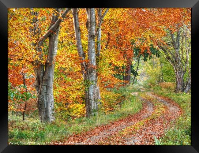 Highland Autumn Splendour October Road Speyside Framed Print by OBT imaging