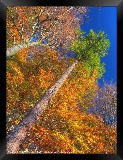 Highland Autumn Splendour Speyside Scotland Rainbow Pine Trunk Route Framed Print by OBT imaging