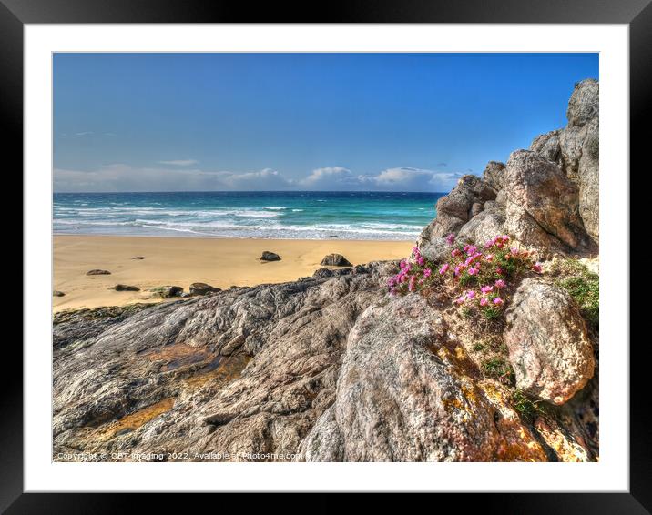 Thrift Flowers At Hough bay Isle Of Coll Inner Hebridean Islands Scotland Framed Mounted Print by OBT imaging