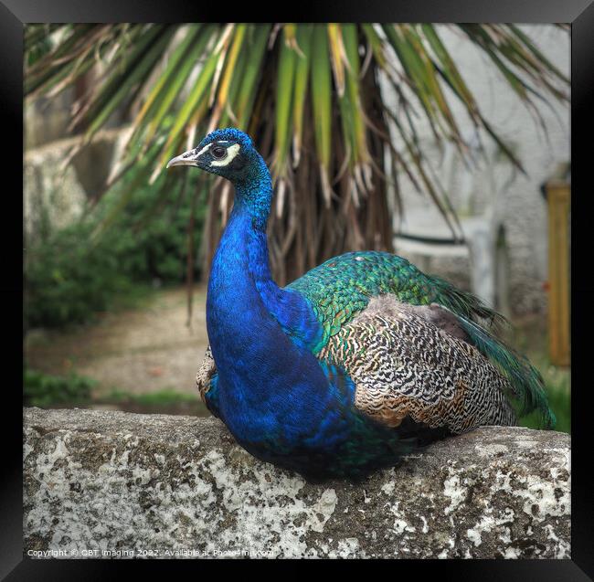 Indian Peacock At Talisker Bay Framed Print by OBT imaging