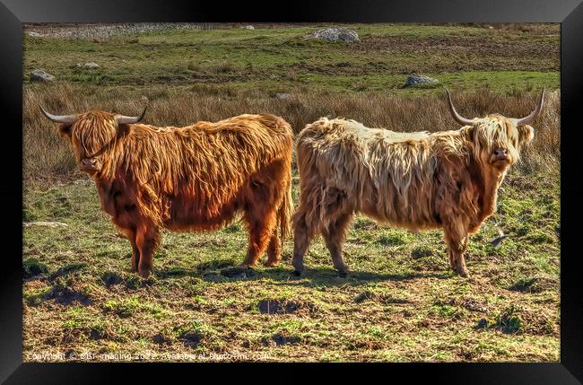 Highland Cattle Cow Coo Scottish Highlands Framed Print by OBT imaging
