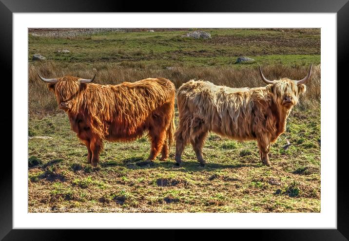 Highland Cattle Cow Coo Scottish Highlands Framed Mounted Print by OBT imaging