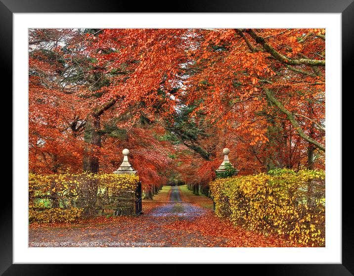 Beech Tree Gates In Autumn Framed Mounted Print by OBT imaging