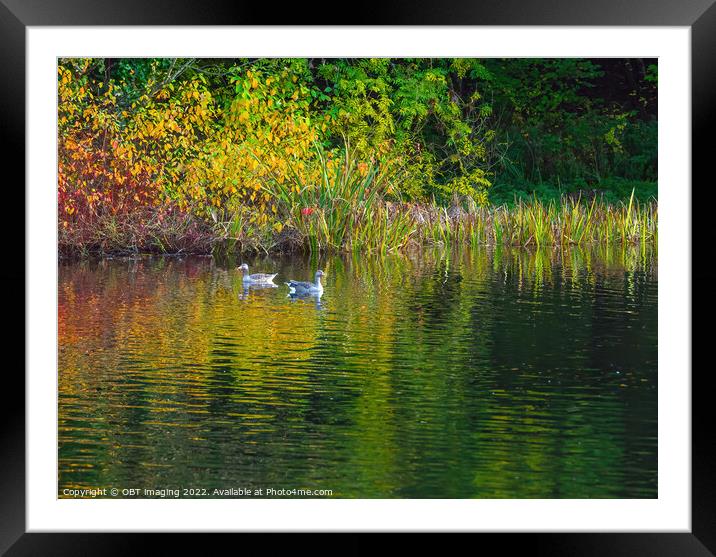 Greylag Geese Autumn Reflection Lake Framed Mounted Print by OBT imaging