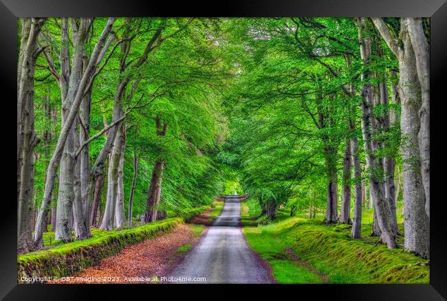 Beech Tree Avenue Green Aisle Country Road  Framed Print by OBT imaging