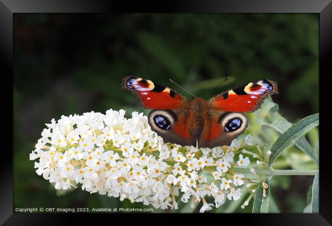Peacock Butterfly & White Buddleia Framed Print by OBT imaging