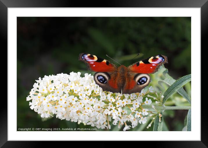 Peacock Butterfly & White Buddleia Framed Mounted Print by OBT imaging