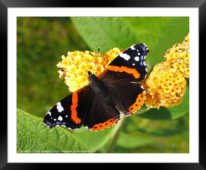 Red Admiral Butterfly & Yellow Buddleia Framed Mounted Print by OBT imaging