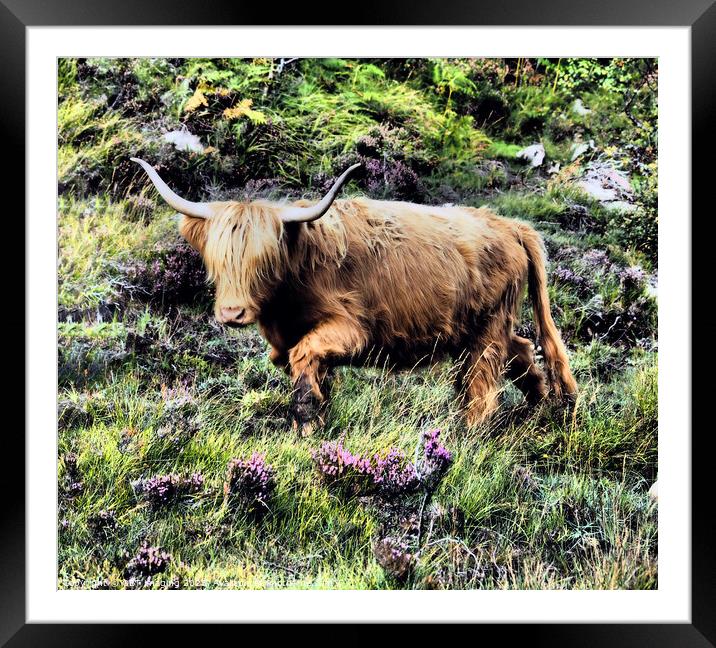 Highland Cow Coo Scottish Highlands Framed Mounted Print by OBT imaging