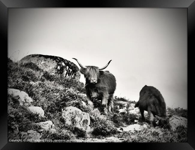 Highland Cow and Calf Highland Coo Scottish Highla Framed Print by OBT imaging