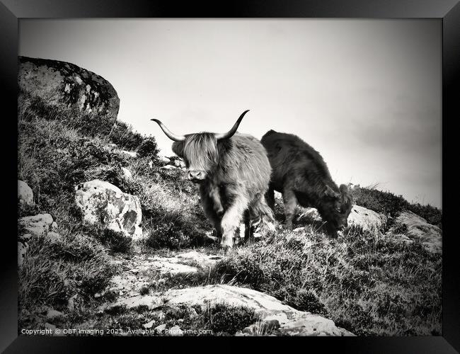 Highland Cow Highland Coo Scottish Highlands  Framed Print by OBT imaging