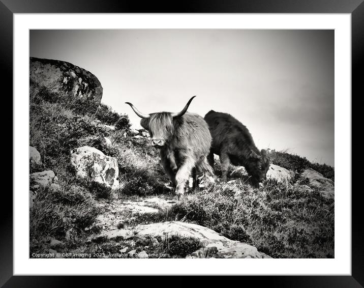 Highland Cow Highland Coo Scottish Highlands  Framed Mounted Print by OBT imaging
