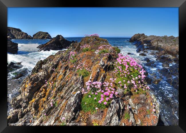 Thrift Flowers At Tarlair MacDuff Aberdeenshire Scotland  Framed Print by OBT imaging