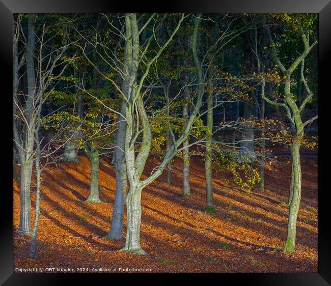 Woodland Walk Autumn Winter Beech Tree Woods Framed Print by OBT imaging