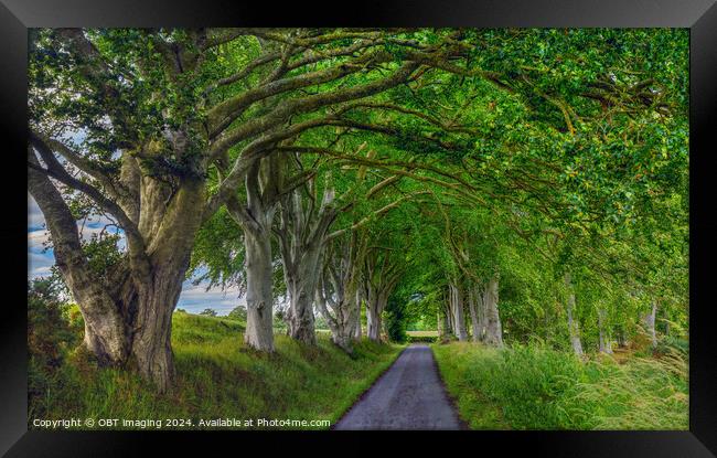 Beech Tree Avenue Nature Arcade Framed Print by OBT imaging