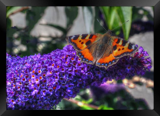 Tortoise Shell Butterfly on Buddleia Scotland Framed Print by OBT imaging