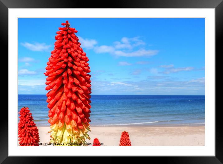 Kniphofia Red Hot Poker Blue Sky Scotland  Framed Mounted Print by OBT imaging