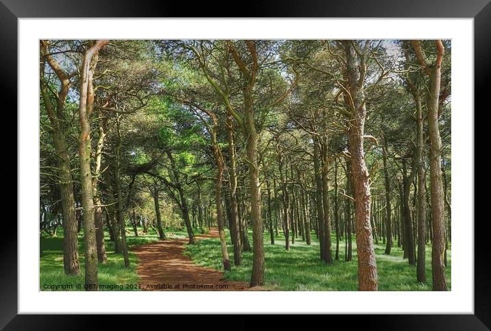 Enchanting Pine Forest Trail Framed Mounted Print by OBT imaging