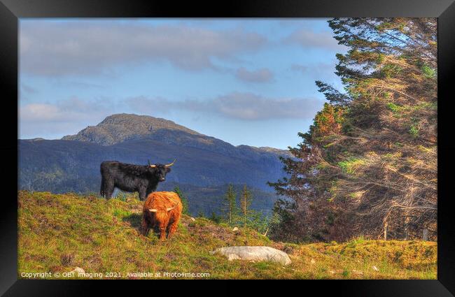 Black And Tan Highland Cattle On The Mountain Framed Print by OBT imaging