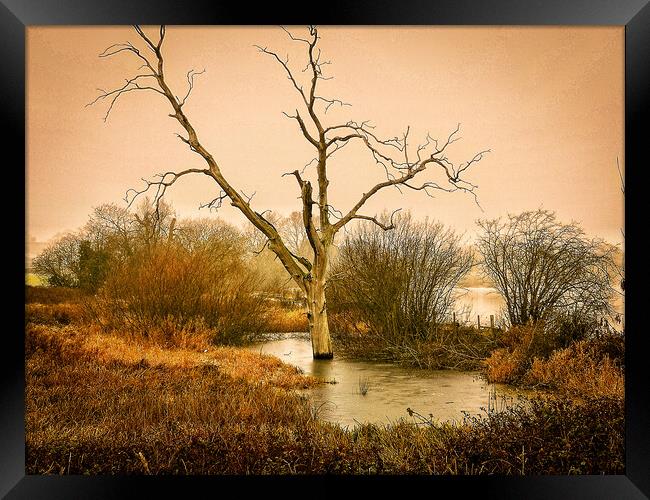 Lone Tree Boddington Reservoir Framed Print by Michelle Bowler
