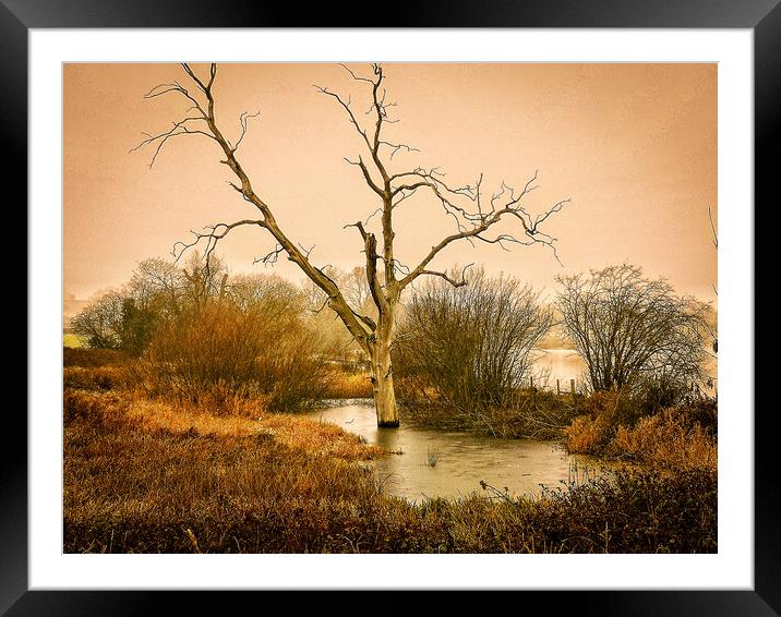 Lone Tree Boddington Reservoir Framed Mounted Print by Michelle Bowler