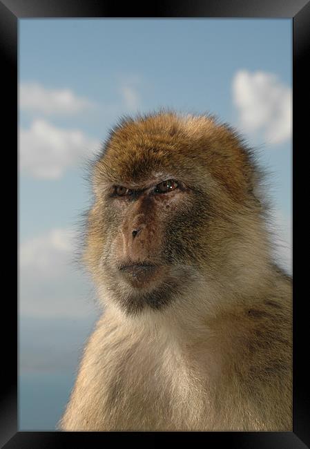Barbary ape in thought  Framed Print by Tony Hadfield
