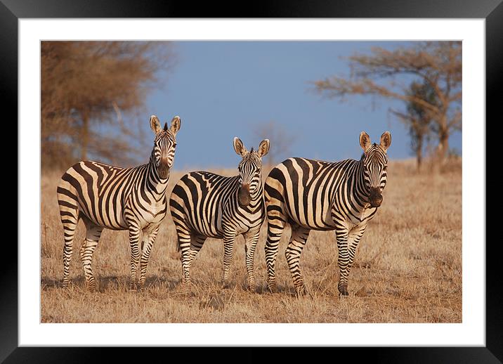 Zebras Framed Mounted Print by Tony Hadfield