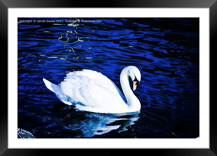Beautiful Swan Framed Mounted Print by James Davies