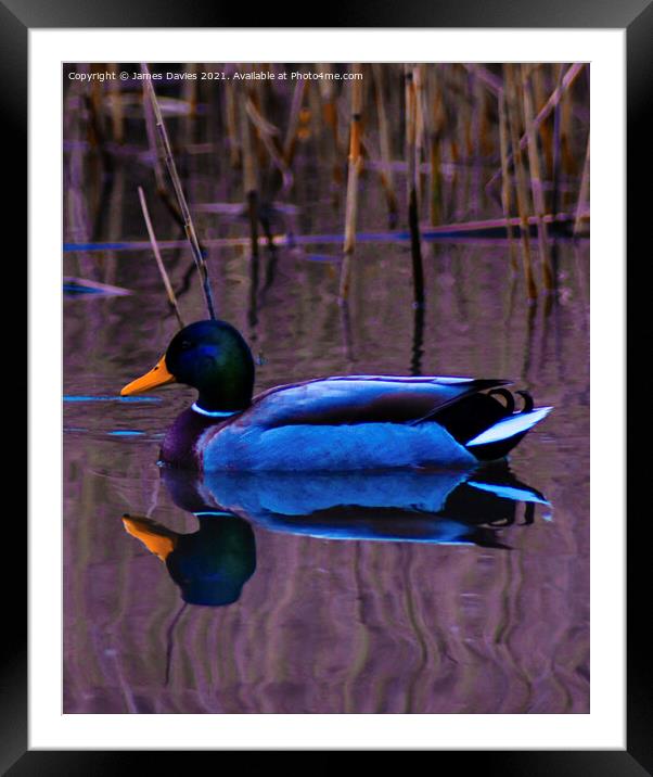 Just a Duck Framed Mounted Print by James Davies