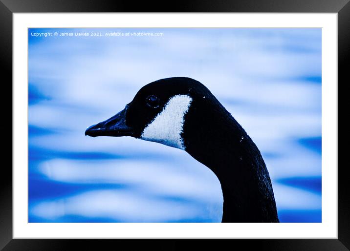 Canadian Goose Framed Mounted Print by James Davies