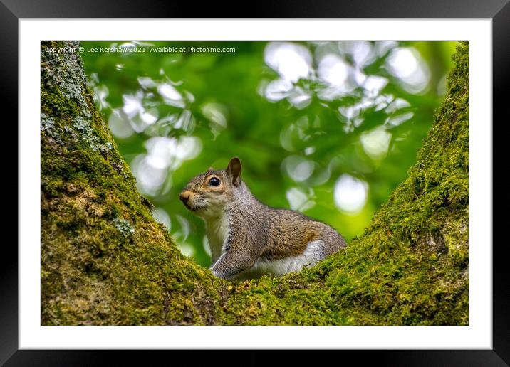 Squirrel in a Tree Framed Mounted Print by Lee Kershaw