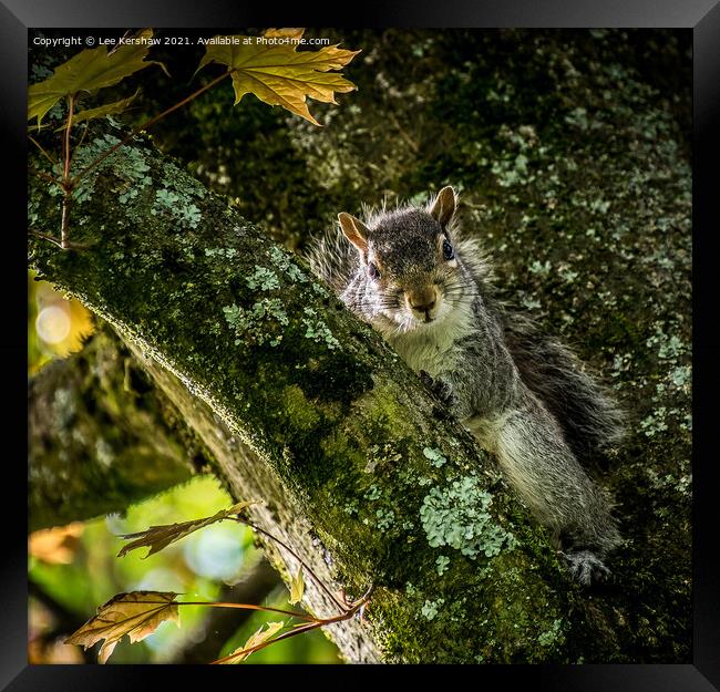 Nosey Squirrel Framed Print by Lee Kershaw