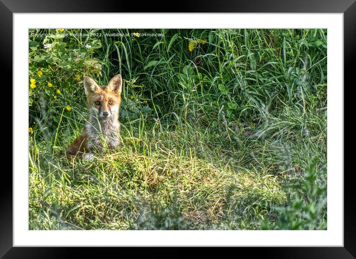 Mature fox cub Framed Mounted Print by Lee Kershaw