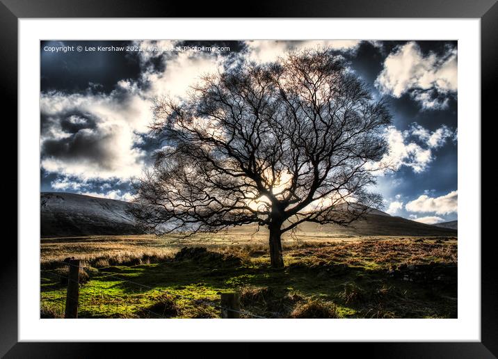 Solitary Glory Framed Mounted Print by Lee Kershaw