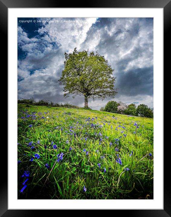 "Serenity in the Valley of Bluebells" Framed Mounted Print by Lee Kershaw