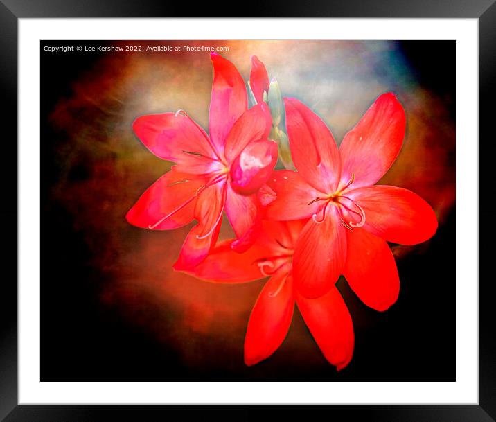 River Lily Framed Mounted Print by Lee Kershaw