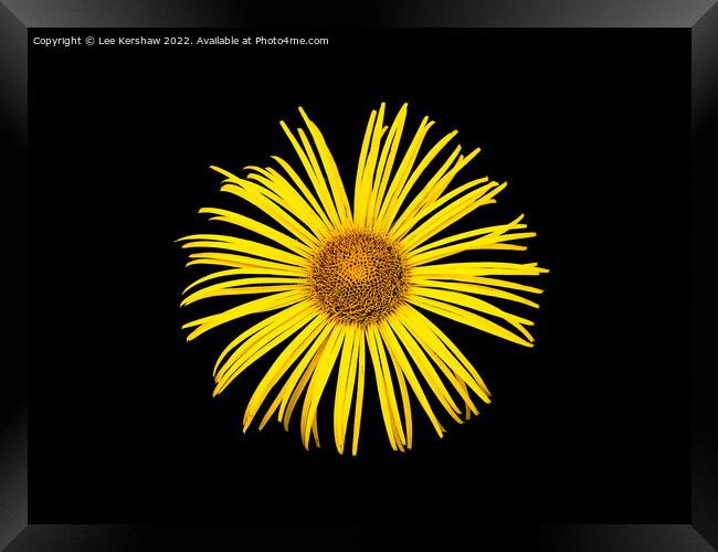 "Radiant Sunflower: A Captivating Floral Delight" Framed Print by Lee Kershaw