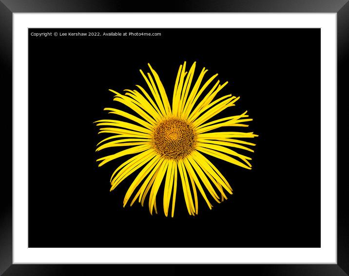 "Radiant Sunflower: A Captivating Floral Delight" Framed Mounted Print by Lee Kershaw
